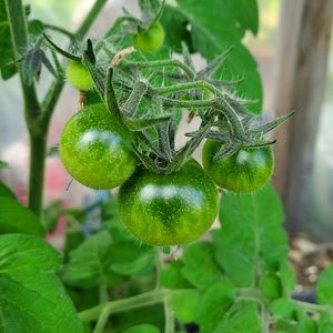 Meet your Posher, Matcha